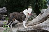 BOULEDOGUE AMERICAIN 107